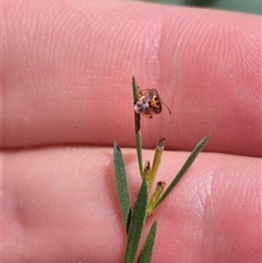 Eupolemus angularis at Bungendore, NSW - 11 Jan 2025