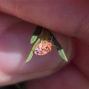 Eupolemus angularis at Bungendore, NSW - suppressed