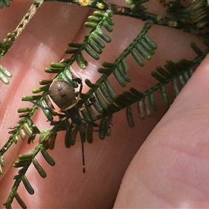 Mictis profana at Bungendore, NSW - 11 Jan 2025