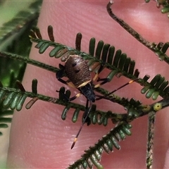 Mictis profana at Bungendore, NSW - 11 Jan 2025