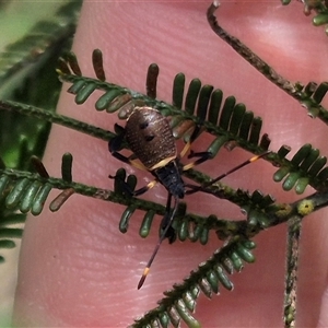 Mictis profana at Bungendore, NSW - 11 Jan 2025