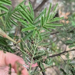 Mictis profana at Bungendore, NSW - 11 Jan 2025