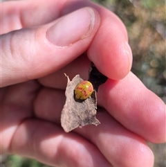 Paropsisterna fastidiosa at Bungendore, NSW - 11 Jan 2025