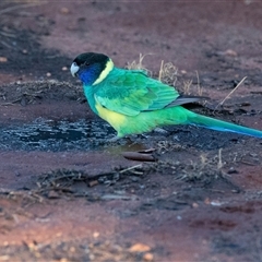 Barnardius zonarius (Australian Ringneck) at Petermann, NT - 9 Jun 2022 by AlisonMilton