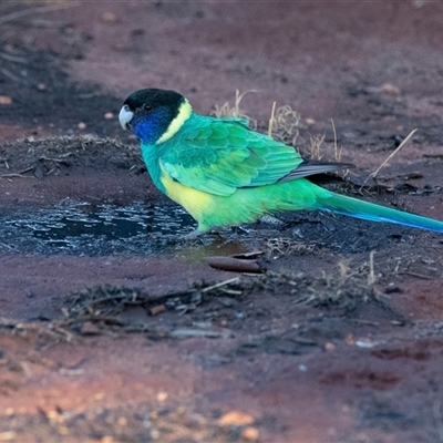 Barnardius zonarius (Australian Ringneck) at Petermann, NT - 9 Jun 2022 by AlisonMilton