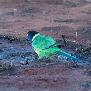 Barnardius zonarius at Petermann, NT - 9 Jun 2022 06:37 PM