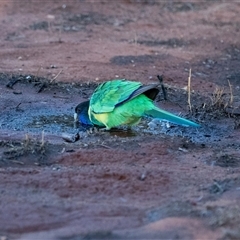 Barnardius zonarius at Petermann, NT - 9 Jun 2022 06:37 PM