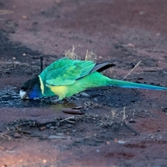 Barnardius zonarius at Petermann, NT - 9 Jun 2022 06:37 PM