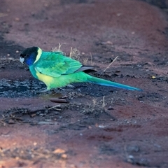 Barnardius zonarius at Petermann, NT - 9 Jun 2022 06:37 PM