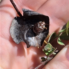 Paropsisterna m-fuscum (Eucalyptus Leaf Beetle) at Bungendore, NSW - 11 Jan 2025 by clarehoneydove