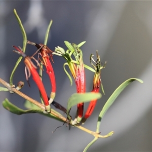 Lysiana exocarpi subsp. exocarpi at Petermann, NT by AlisonMilton