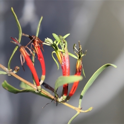 Lysiana exocarpi subsp. exocarpi (Harlequin Mistletoe) at Petermann, NT - 9 Jun 2022 by AlisonMilton