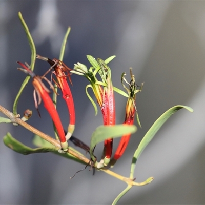 Lysiana exocarpi subsp. exocarpi at Petermann, NT - 9 Jun 2022 by AlisonMilton