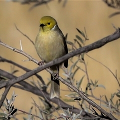 Ptilotula penicillata (White-plumed Honeyeater) at Petermann, NT - 9 Jun 2022 by AlisonMilton