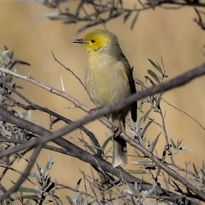 Ptilotula penicillata at Petermann, NT - 9 Jun 2022