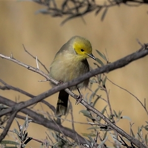 Ptilotula penicillata at Petermann, NT - 9 Jun 2022