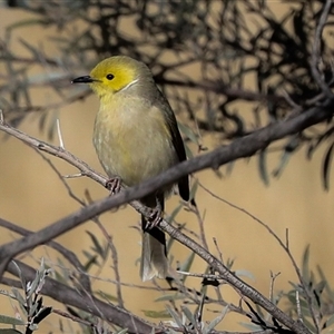 Ptilotula penicillata at Petermann, NT - 9 Jun 2022