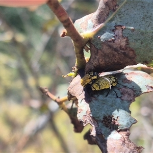 Aporocera (Aporocera) erosa (A leaf beetle) at Bungendore, NSW by clarehoneydove