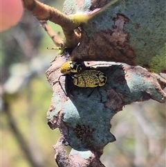 Aporocera (Aporocera) erosa at Bungendore, NSW - suppressed