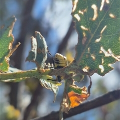 Aporocera (Aporocera) erosa at Bungendore, NSW - suppressed