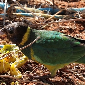 Barnardius zonarius (Australian Ringneck) at Petermann, NT by AlisonMilton