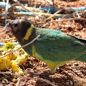 Barnardius zonarius at Petermann, NT - 9 Jun 2022 03:27 PM