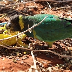 Barnardius zonarius at Petermann, NT - 9 Jun 2022 03:27 PM