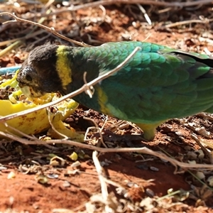 Barnardius zonarius at Petermann, NT - 9 Jun 2022 03:27 PM