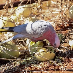 Eolophus roseicapilla (Galah) at Petermann, NT by AlisonMilton