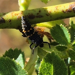 Harmonia conformis (Common Spotted Ladybird) at Bungendore, NSW by clarehoneydove