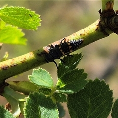 Harmonia conformis at Bungendore, NSW - suppressed