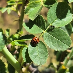 Harmonia conformis at Bungendore, NSW - suppressed