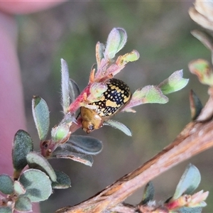 Paropsis pictipennis at Bungendore, NSW - suppressed