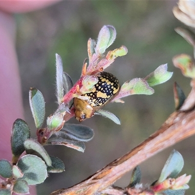 Paropsis pictipennis (Tea-tree button beetle) at Bungendore, NSW - 11 Jan 2025 by clarehoneydove