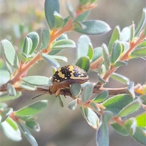 Paropsis pictipennis at Bungendore, NSW - suppressed