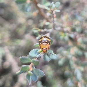 Paropsis pictipennis at Bungendore, NSW - suppressed