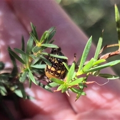 Paropsis pictipennis at Bungendore, NSW - suppressed