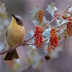 Ptilotula keartlandi (Grey-headed Honeyeater) at Petermann, NT - 10 Jun 2022 by AlisonMilton