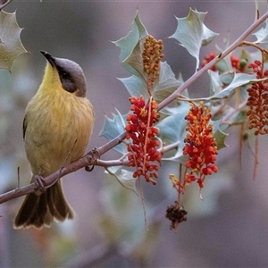 Ptilotula keartlandi (Grey-headed Honeyeater) at Petermann, NT by AlisonMilton