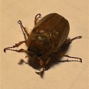 Unidentified Scarab beetle (Scarabaeidae) at Braidwood, NSW by stellabellaxx