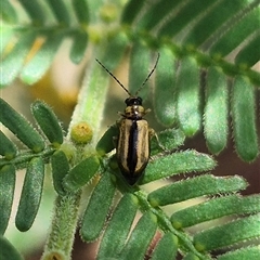 Monolepta froggatti (Leaf beetle) at Bungendore, NSW - 11 Jan 2025 by clarehoneydove