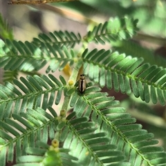 Monolepta froggatti at Bungendore, NSW - suppressed