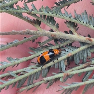 Aulacophora hilaris at Bungendore, NSW - suppressed