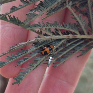 Aulacophora hilaris at Bungendore, NSW - suppressed