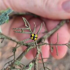 Illeis galbula (Fungus-eating Ladybird) at Bungendore, NSW - 11 Jan 2025 by clarehoneydove