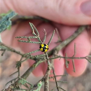 Illeis galbula (Fungus-eating Ladybird) at Bungendore, NSW by clarehoneydove