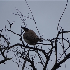 Philemon corniculatus (Noisy Friarbird) at Isaacs, ACT - 11 Jan 2025 by Mike