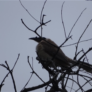 Philemon corniculatus at Isaacs, ACT - 11 Jan 2025