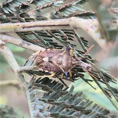 Oechalia schellenbergii (Spined Predatory Shield Bug) at Bungendore, NSW - 11 Jan 2025 by clarehoneydove