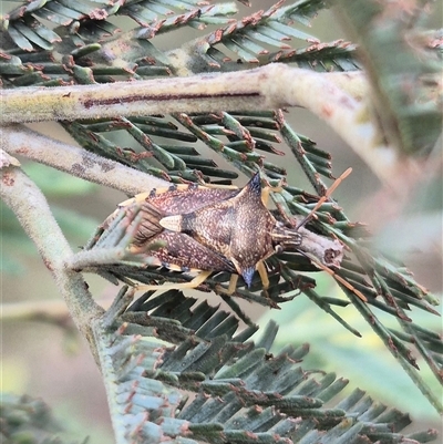 Oechalia schellenbergii (Spined Predatory Shield Bug) at Bungendore, NSW - 11 Jan 2025 by clarehoneydove